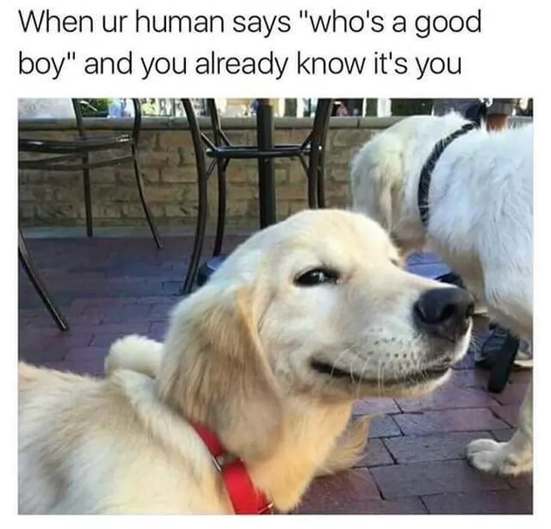 Satisfied dog meme