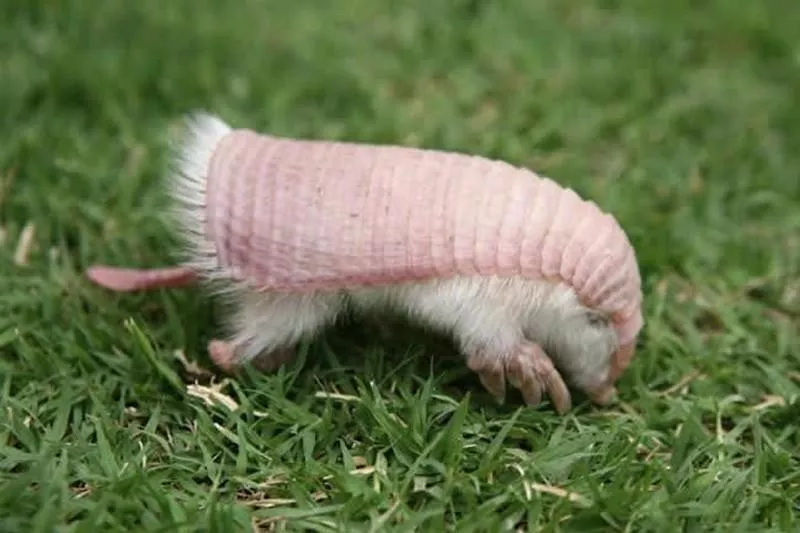 Pink Fairy Armadillo