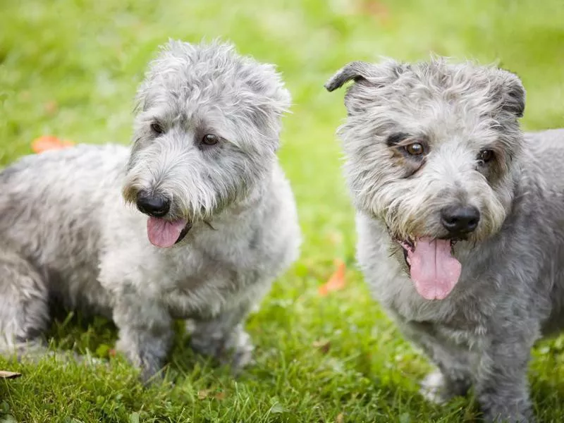 Glen of Imaal Terrier