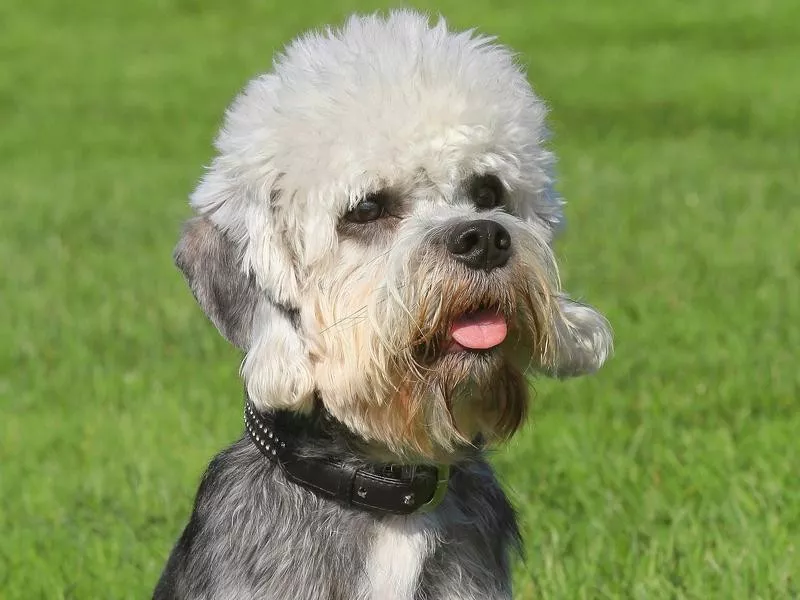 Dandie Dinmont terrier