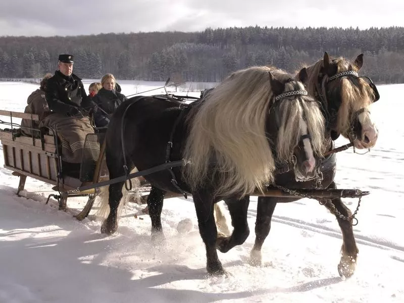 Black Forest Horse