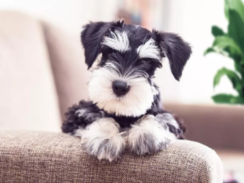 Mini schnauzer portrait