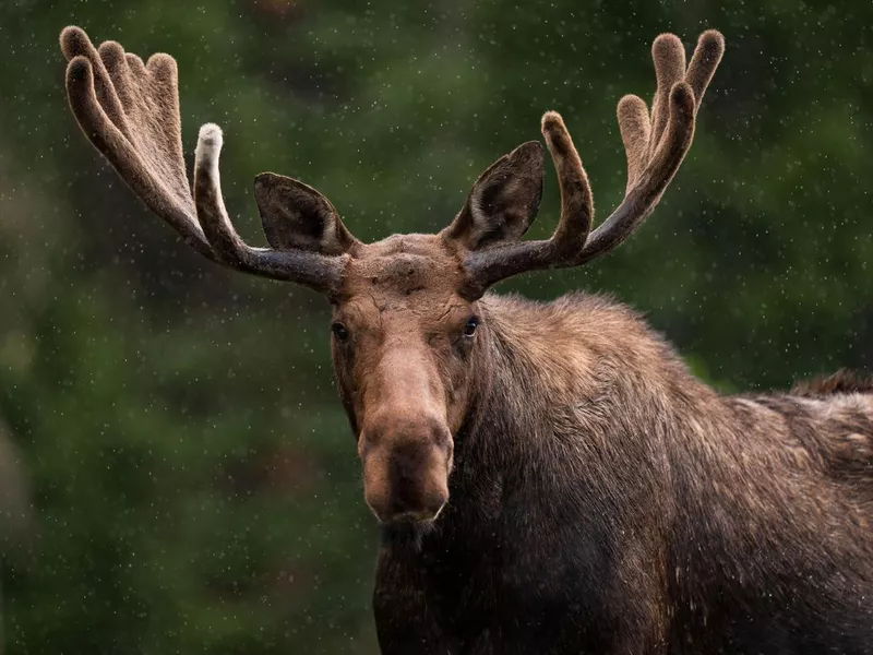 Bull Moose in Northern Colorado