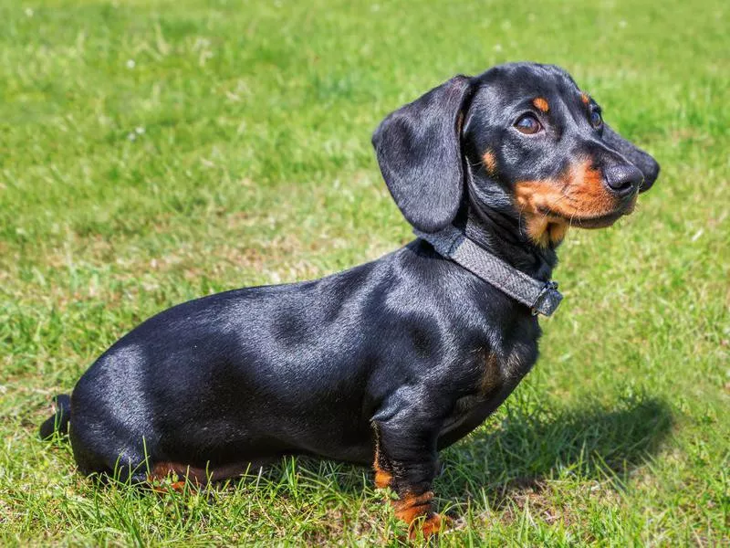 dachshund