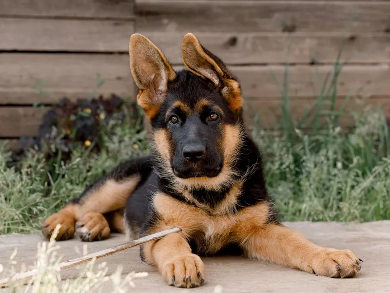 A purebred German Shepherd puppy lies on the sidewalk against a wooden wall. ears to the side.looking into the camera