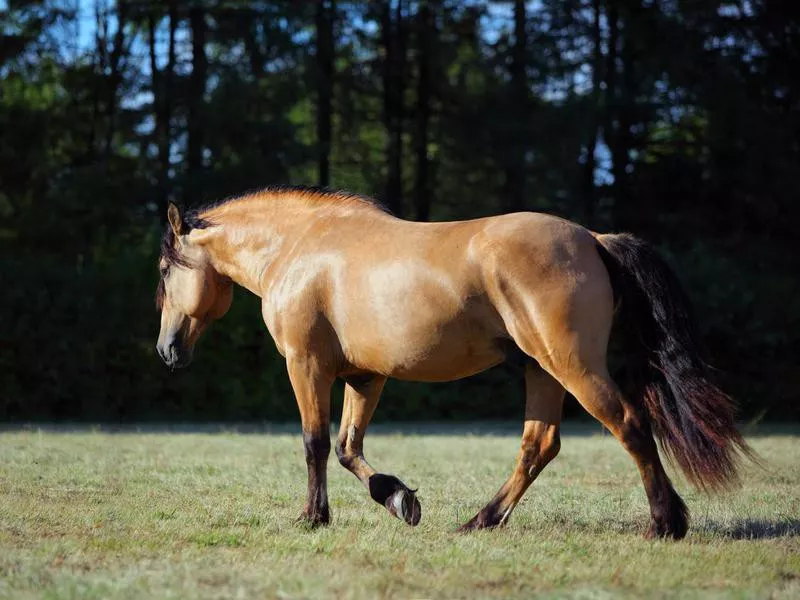 Paso Fino