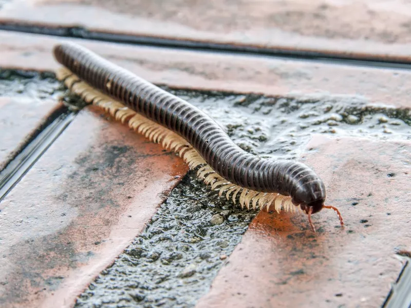 Millipede