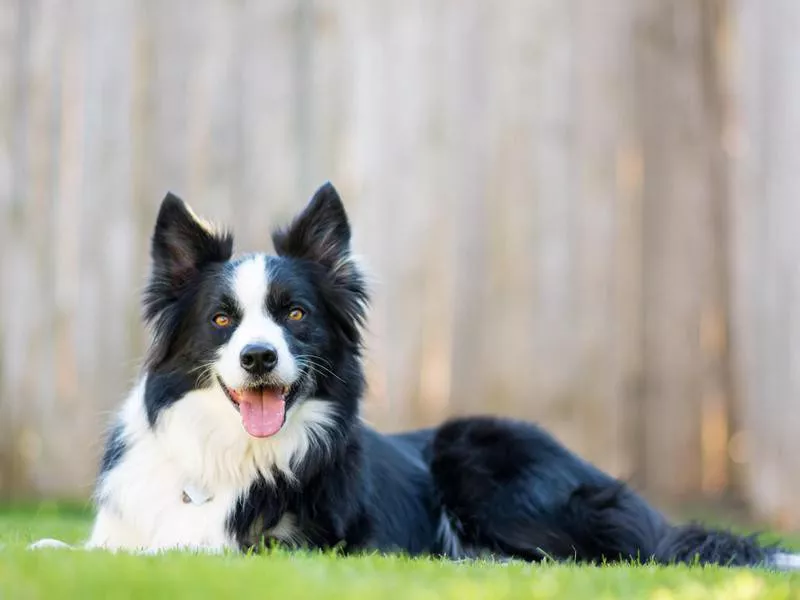 Goofiest Dog Breeds: Border Collie