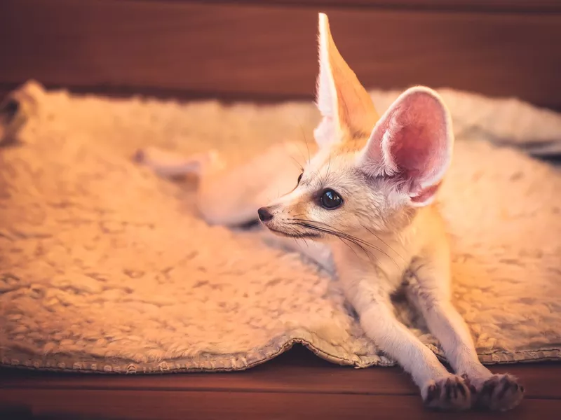 Small fennec fox