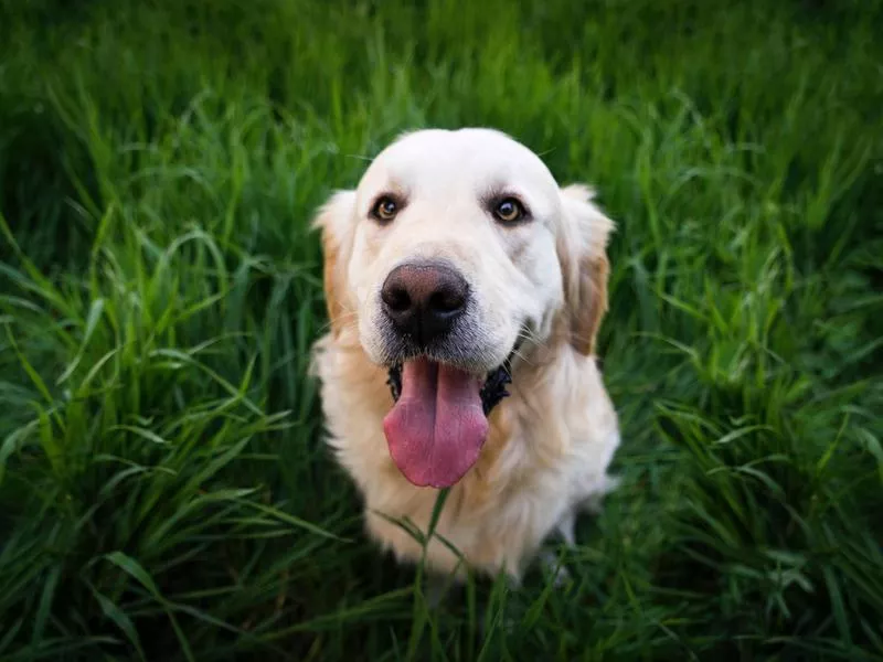 Golden Retriever