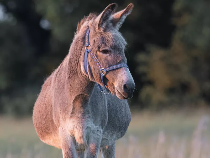 donkey stands in a field