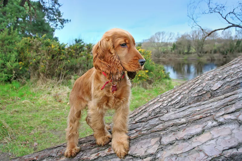 English cocker spaniel on a tree