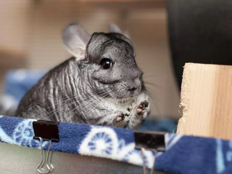 Cute Chinchilla In Play