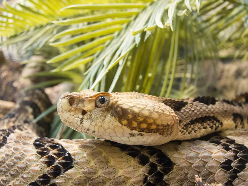 timber rattlesnake