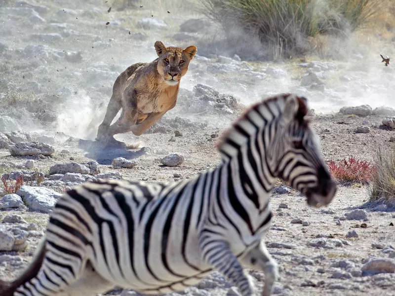 Lion hunting zebra