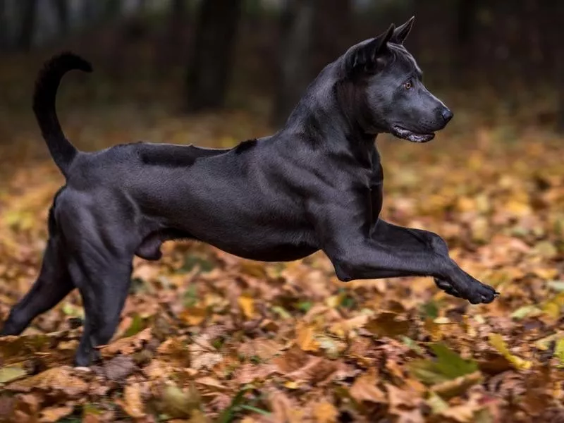 Thai ridgeback