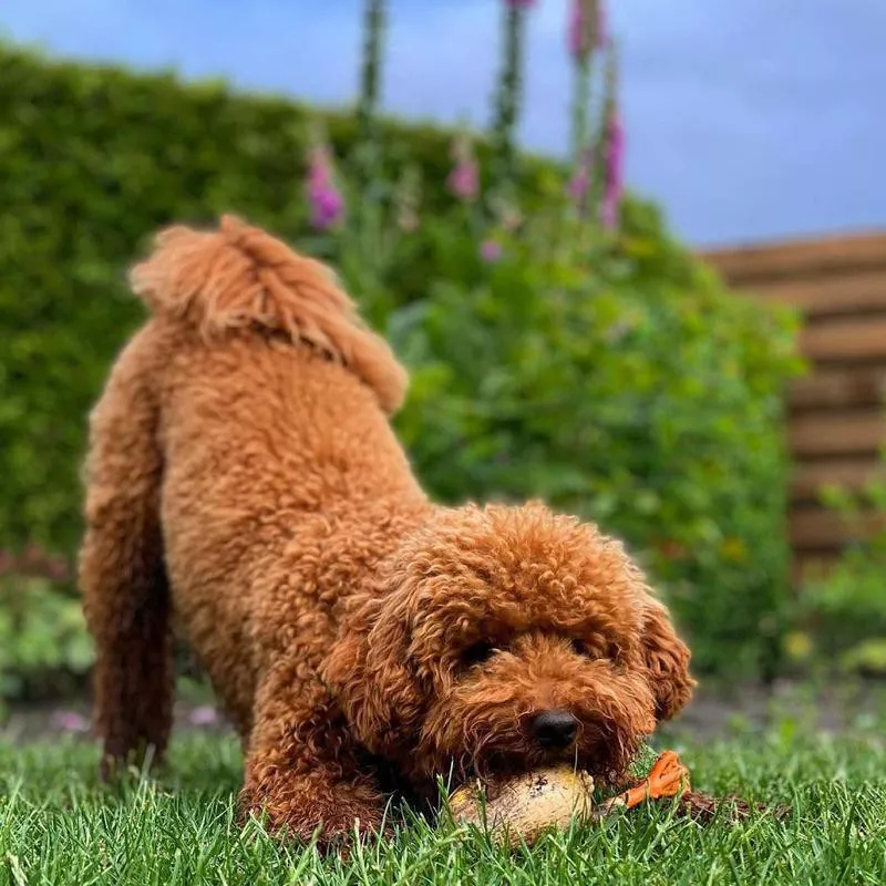 Toy poodle mix playing with a toy