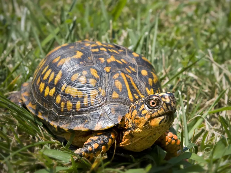 Box turtle