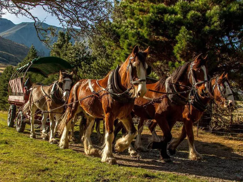 Clydesdale horse