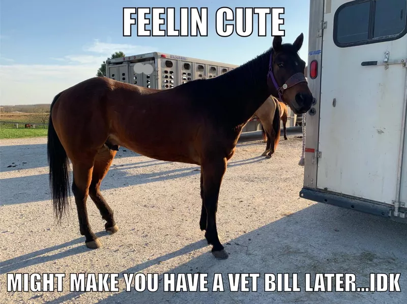 Vet bill meme