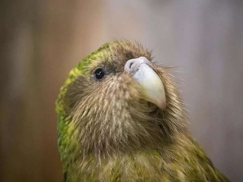 Kakapo