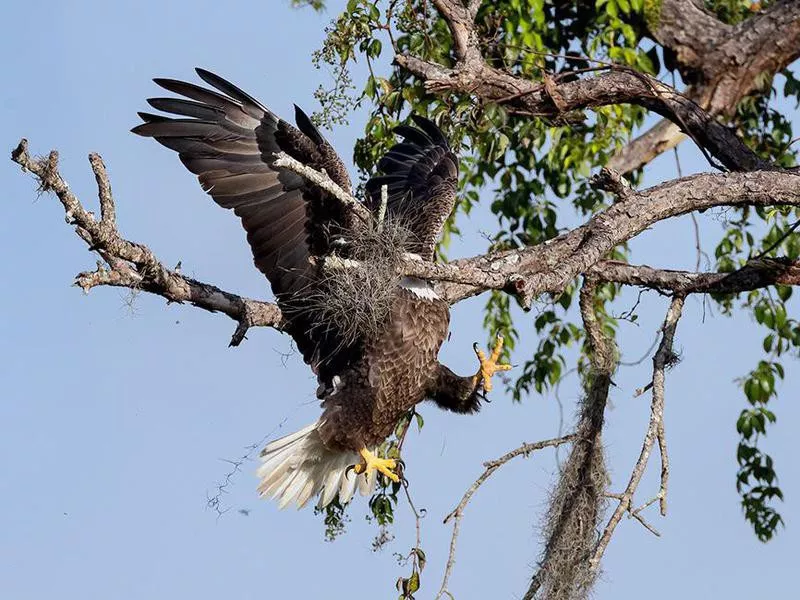 bald eagle