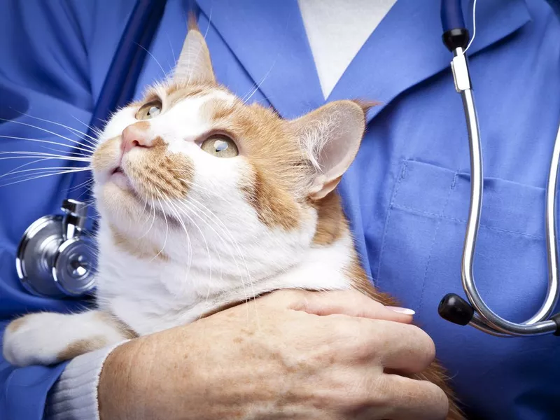 Vet holding cat