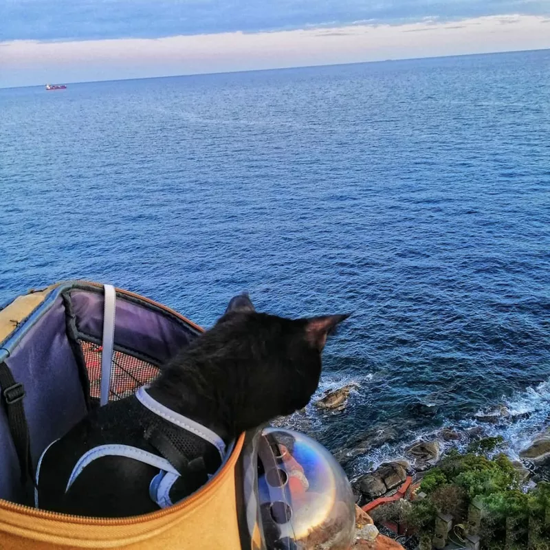 Cat hiking in backpack