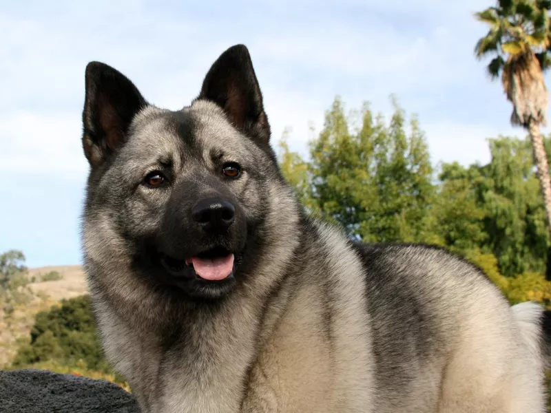 Panting Norwegian Elkhound Dog