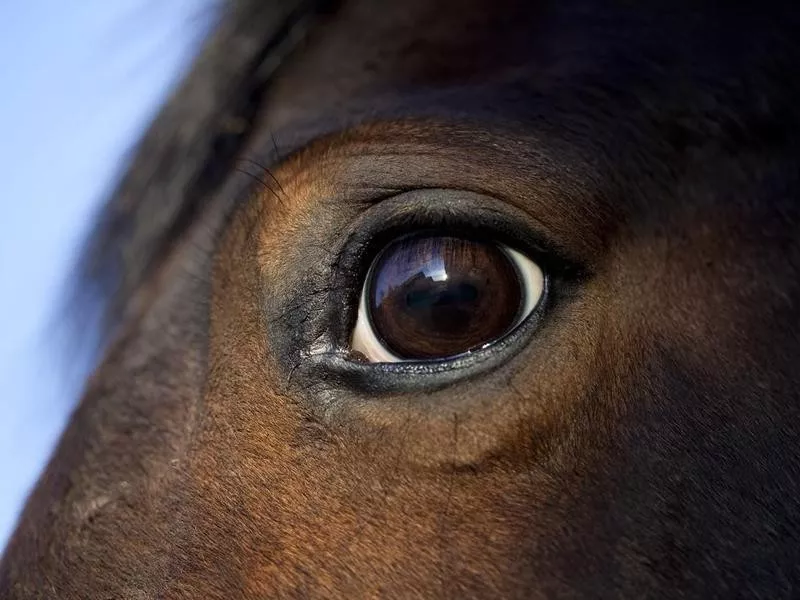 Horse eye macro