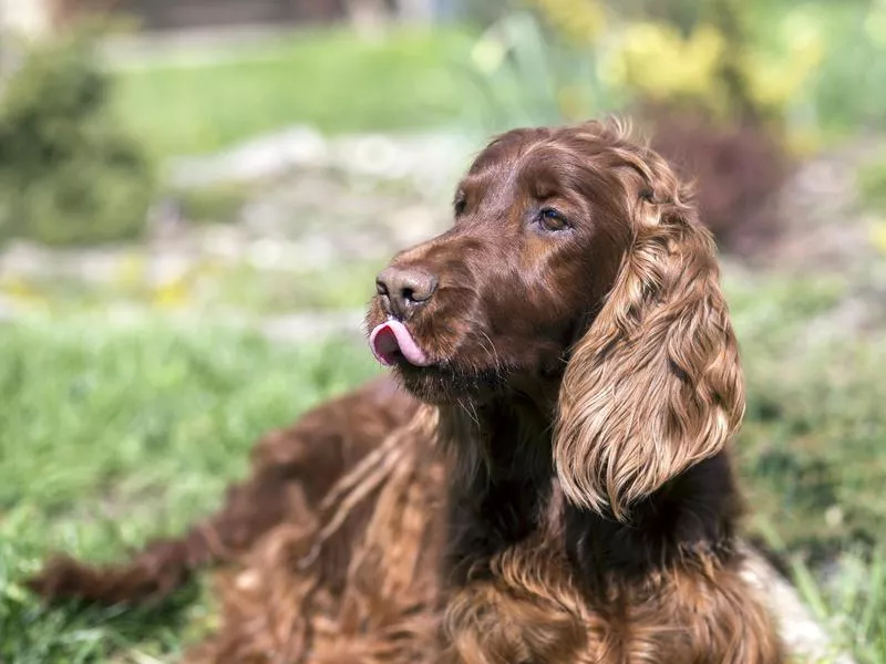 Irish Setter