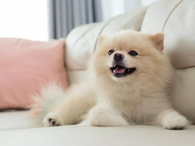 pomeranian