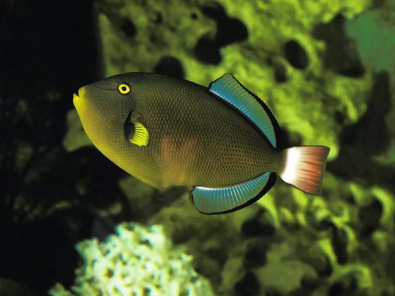 Triggerfish