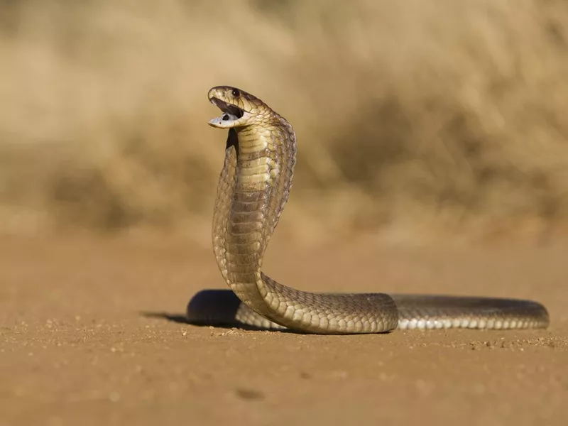 Snouted cobra