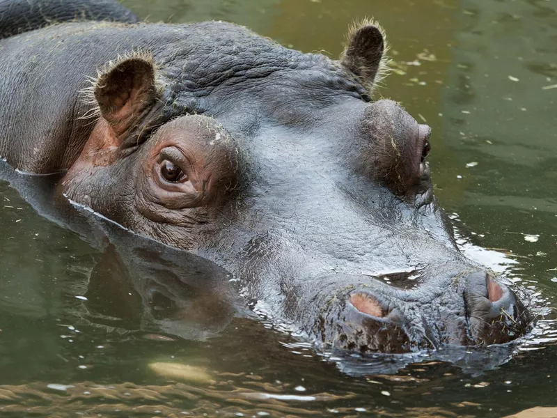 Hippo Portrait