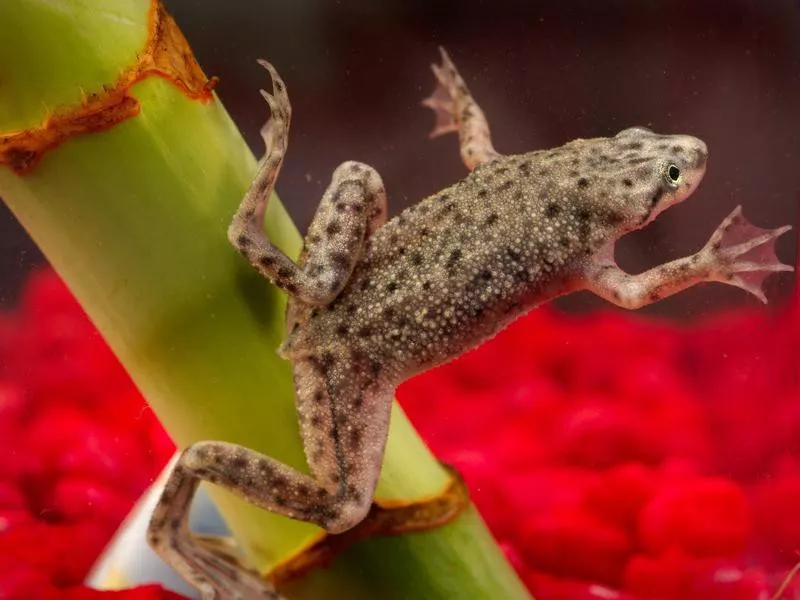 African Dwarf Frog