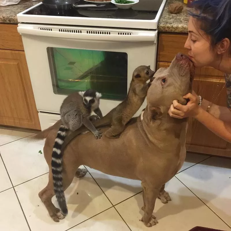 Pitbull, kinkajou and lemur