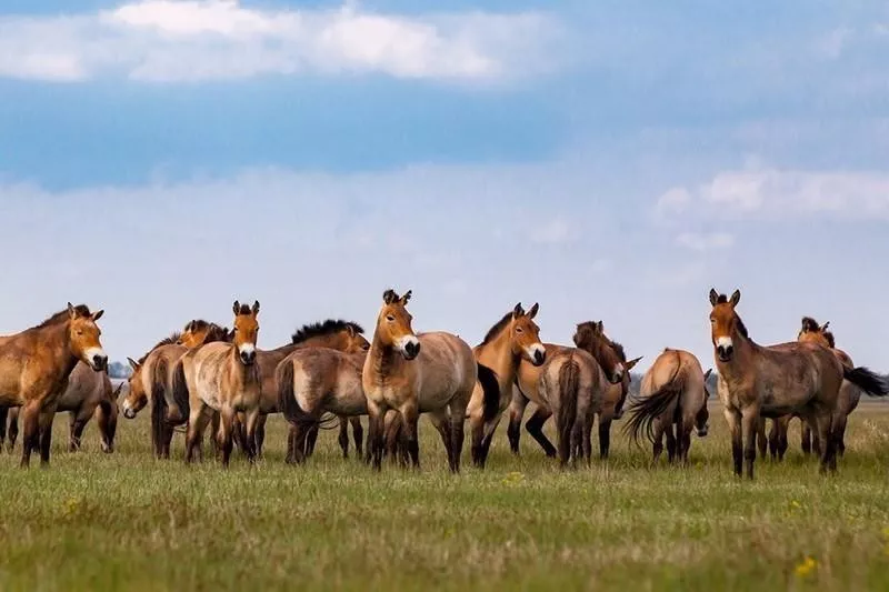 Przewalski Horse