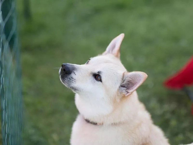 Norwegian buhund