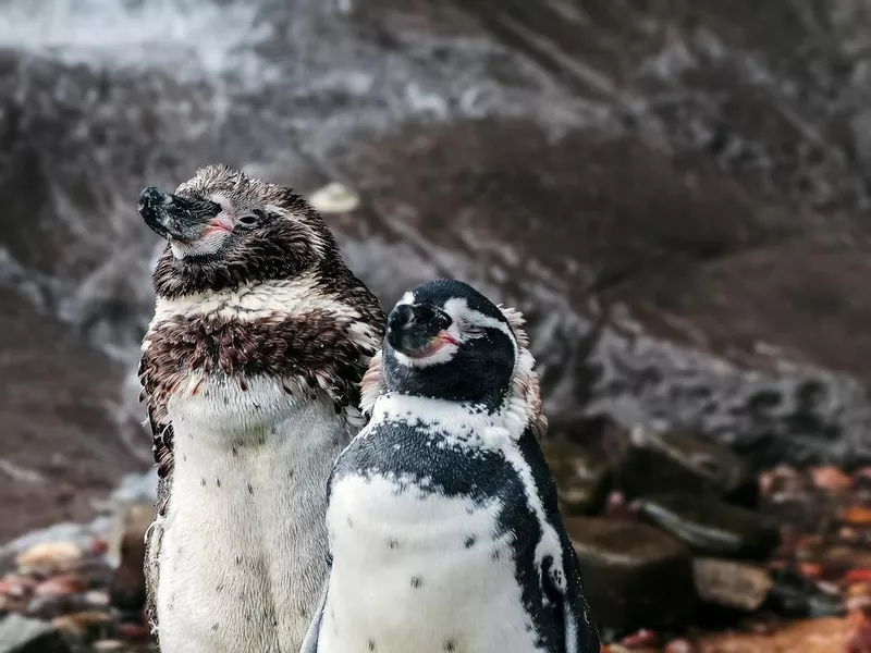 Penguins cooling off