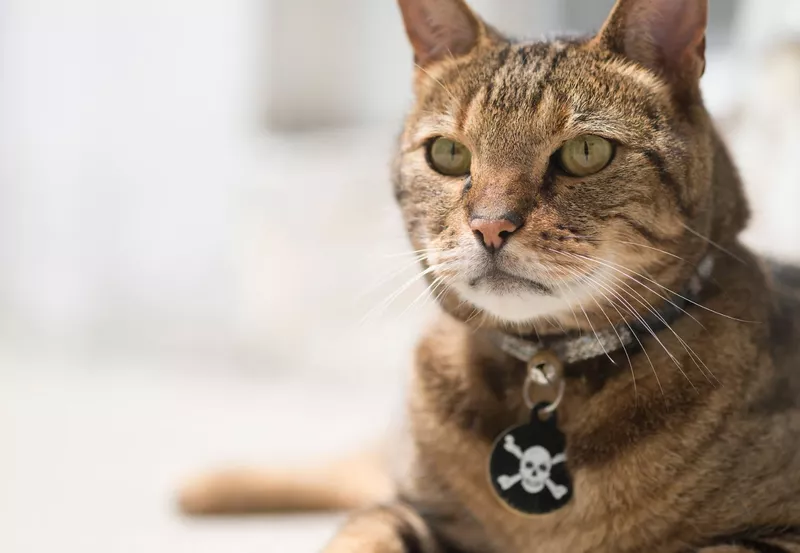 Cat with skull and crossbones