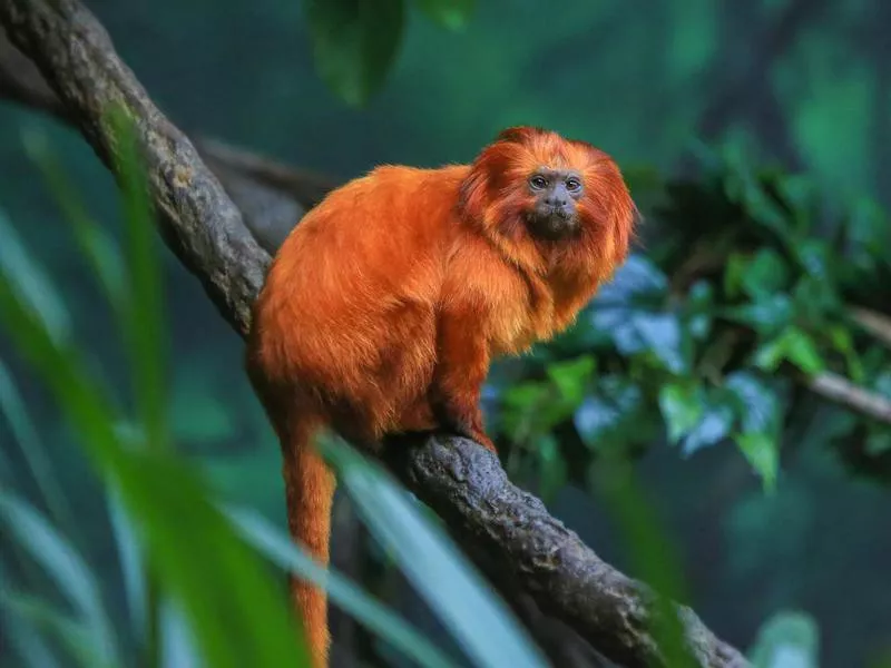 Golden lion tamarin in the Brazilian rainforest