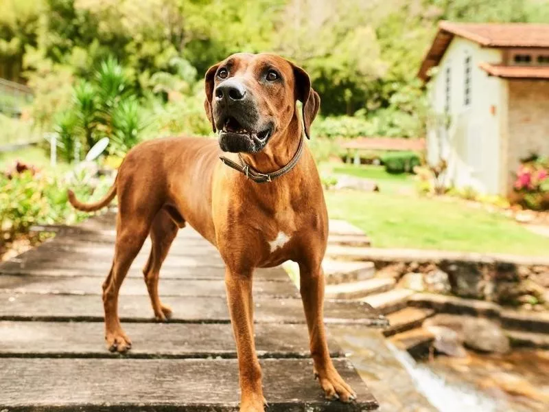 Rhodesian Ridgeback