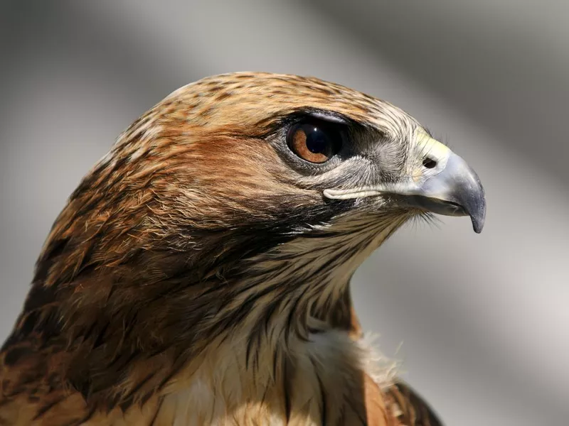 Red-tailed Hawk