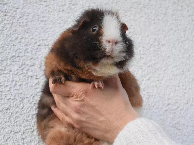 Rex Guinea Pig