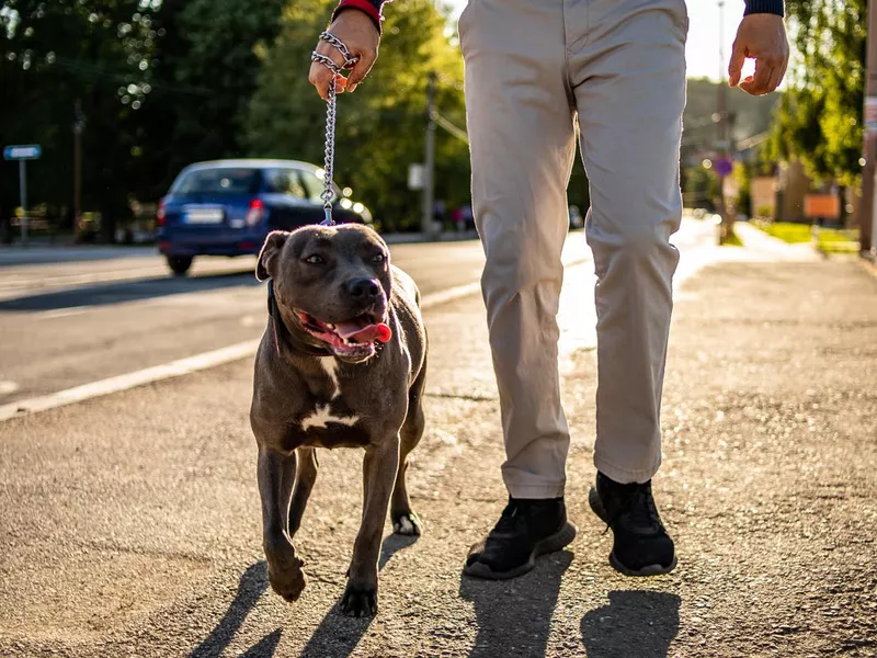 A man outdoors with his pit bull