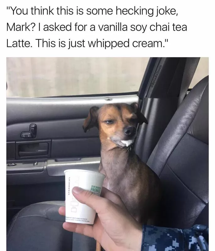 Whipped cream dog