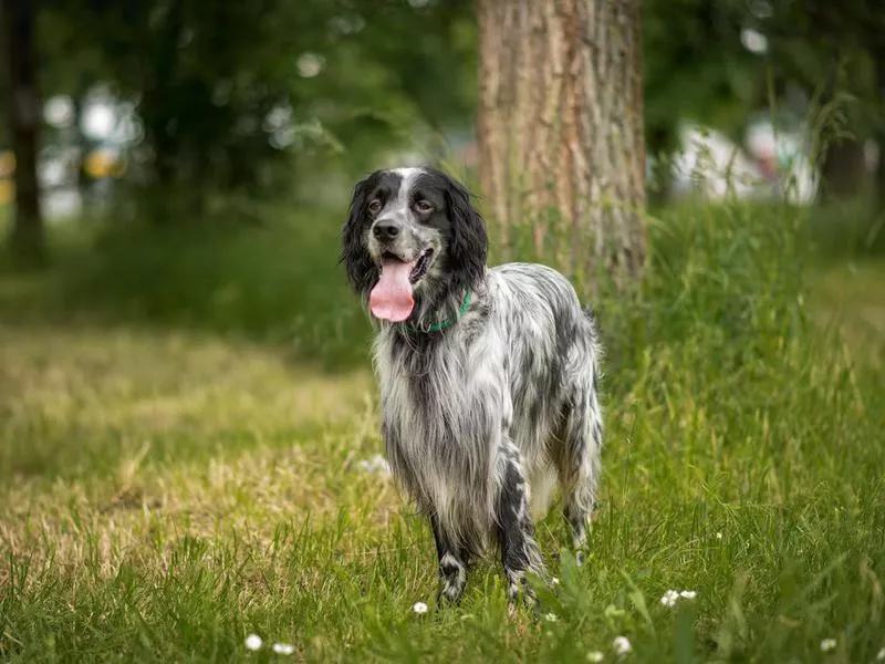 English Setter