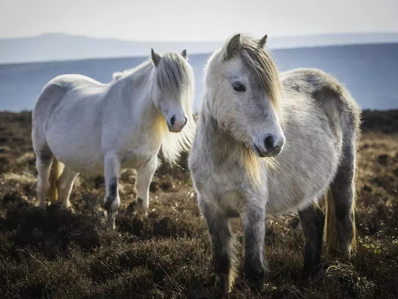 Welsh pony