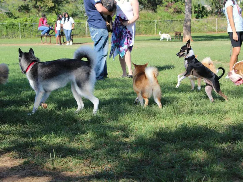 Hawaii Kai Dog Park